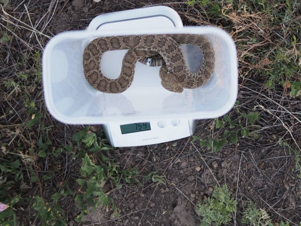 Weighing Rattlesnakes Safely